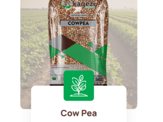 Kagezi Mthilizi Cowpea Seeds