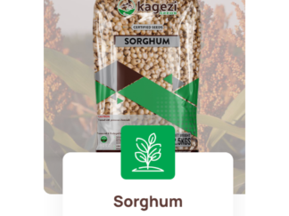 Kagezi Sima Sorghum Seeds