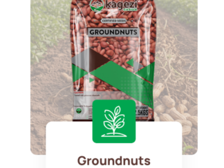 Kagezi Wamusanga Groundnuts Seeds