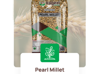 Kagezi Pearl Millet Lubasi Seeds