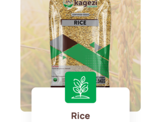 Kagezi Supa MG Rice Seeds