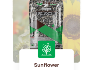 Kagezi Milika Sunflower Seeds