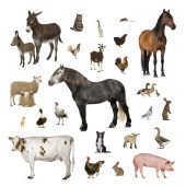 Large group of many farm animals standing together